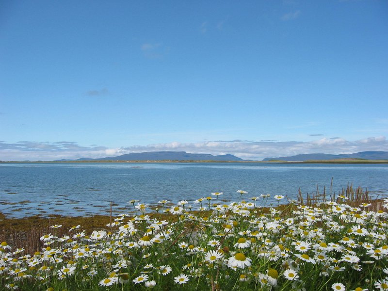Wild flowers at Clew Bay
